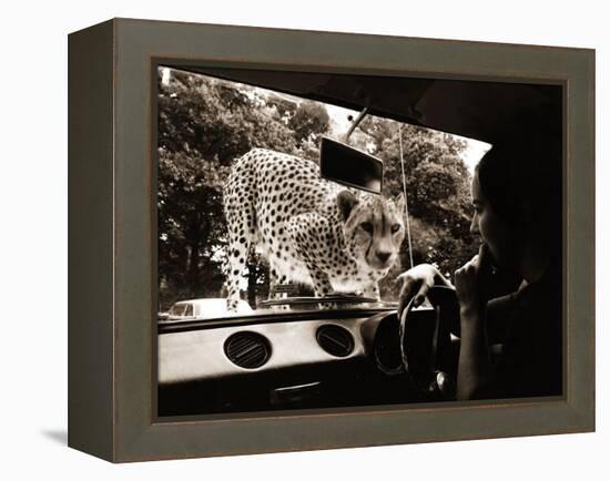 Sikuku the Cheetah Peers into a Car at Woburn Wild Animal Kingdom Bedfordshire, July 1970-null-Framed Premier Image Canvas