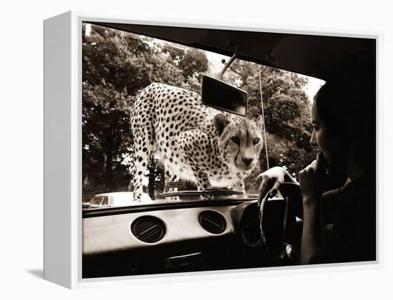 Sikuku the Cheetah Peers into a Car at Woburn Wild Animal Kingdom Bedfordshire, July 1970-null-Framed Premier Image Canvas