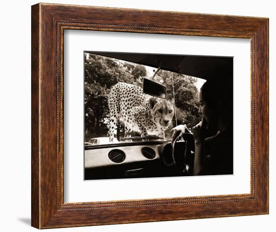 Sikuku the Cheetah Peers into a Car at Woburn Wild Animal Kingdom Bedfordshire, July 1970-null-Framed Photographic Print