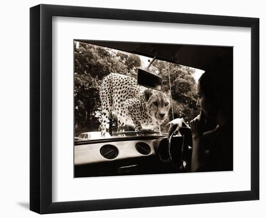 Sikuku the Cheetah Peers into a Car at Woburn Wild Animal Kingdom Bedfordshire, July 1970--Framed Photographic Print