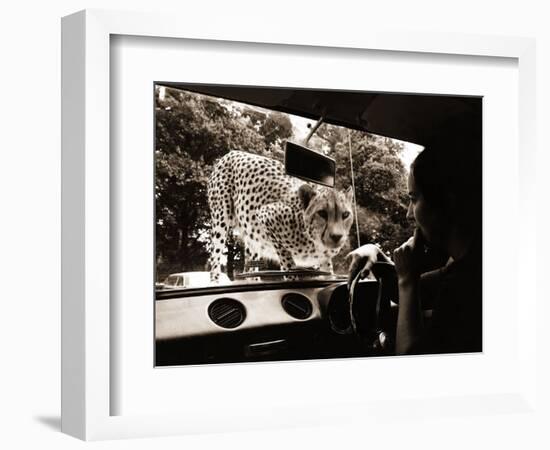 Sikuku the Cheetah Peers into a Car at Woburn Wild Animal Kingdom Bedfordshire, July 1970--Framed Photographic Print