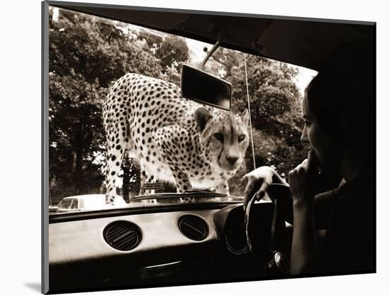 Sikuku the Cheetah Peers into a Car at Woburn Wild Animal Kingdom Bedfordshire, July 1970-null-Mounted Photographic Print