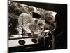 Sikuku the Cheetah Peers into a Car at Woburn Wild Animal Kingdom Bedfordshire, July 1970-null-Mounted Photographic Print