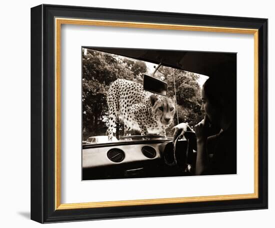 Sikuku the Cheetah Peers into a Car at Woburn Wild Animal Kingdom Bedfordshire, July 1970-null-Framed Photographic Print