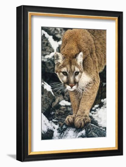 Silent Approach-Jan Henderson-Framed Art Print