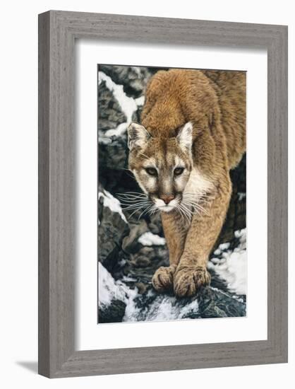 Silent Approach-Jan Henderson-Framed Premium Giclee Print