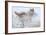 Silent Encounter-Gordon Semmens-Framed Photographic Print