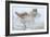 Silent Encounter-Gordon Semmens-Framed Photographic Print