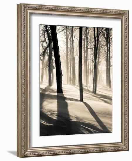 Silent Forest-Andrew Geiger-Framed Art Print