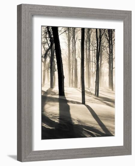 Silent Forest-Andrew Geiger-Framed Art Print