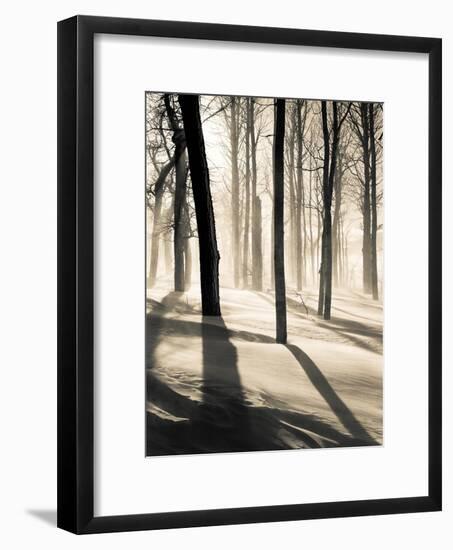 Silent Forest-Andrew Geiger-Framed Art Print