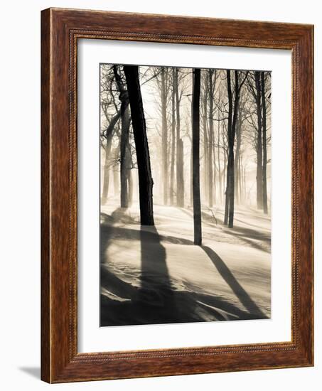 Silent Forest-Andrew Geiger-Framed Art Print