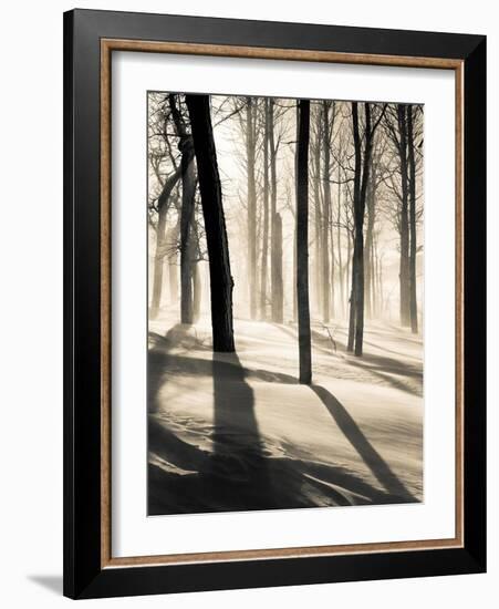 Silent Forest-Andrew Geiger-Framed Art Print