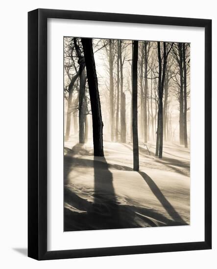 Silent Forest-Andrew Geiger-Framed Art Print