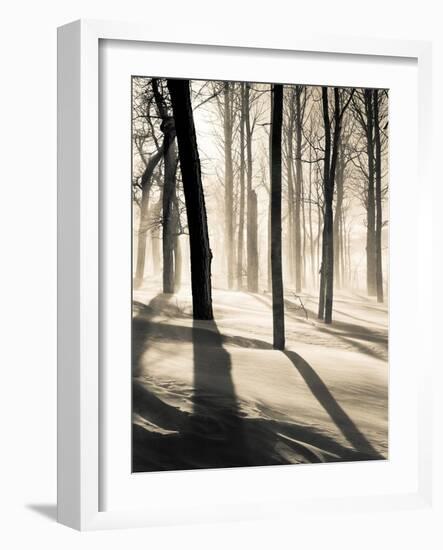 Silent Forest-Andrew Geiger-Framed Art Print