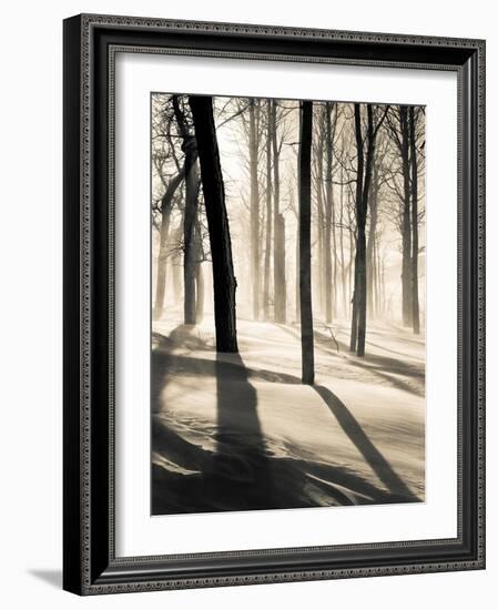 Silent Forest-Andrew Geiger-Framed Art Print