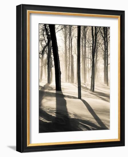 Silent Forest-Andrew Geiger-Framed Art Print