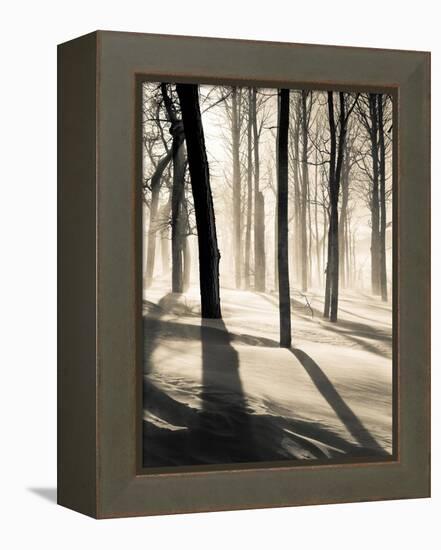 Silent Forest-Andrew Geiger-Framed Stretched Canvas