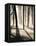 Silent Forest-Andrew Geiger-Framed Stretched Canvas