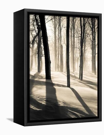 Silent Forest-Andrew Geiger-Framed Stretched Canvas