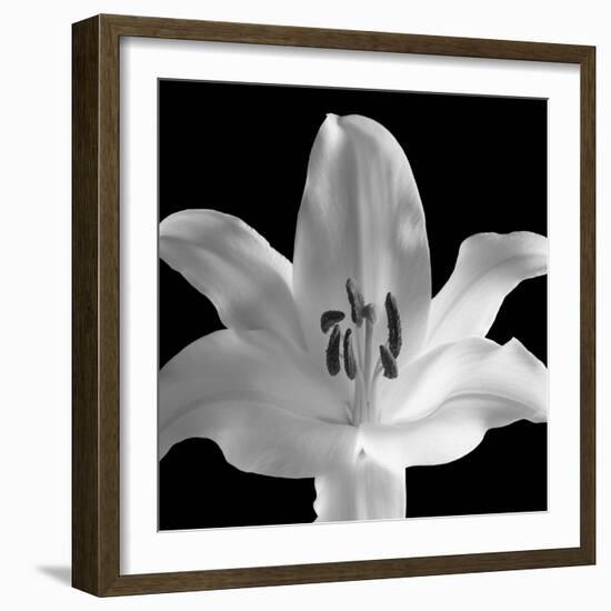 Silent Sensual Lilly, 2006-Hiroyuki Arakawa-Framed Photographic Print