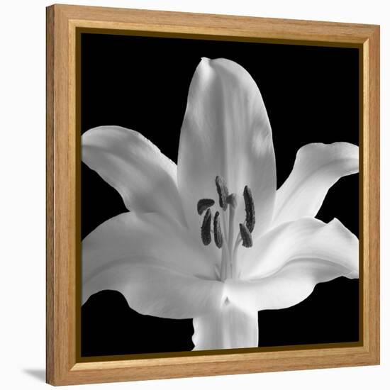 Silent Sensual Lilly, 2006-Hiroyuki Arakawa-Framed Premier Image Canvas