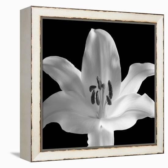 Silent Sensual Lilly, 2006-Hiroyuki Arakawa-Framed Premier Image Canvas