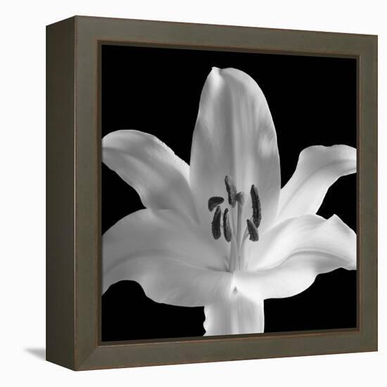 Silent Sensual Lilly, 2006-Hiroyuki Arakawa-Framed Premier Image Canvas