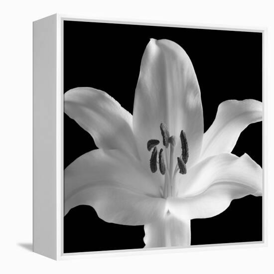 Silent Sensual Lilly, 2006-Hiroyuki Arakawa-Framed Premier Image Canvas