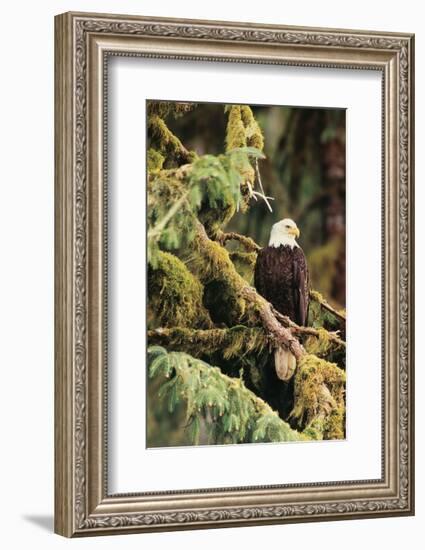 Silent Sentinel, Alaska-Art Wolfe-Framed Art Print