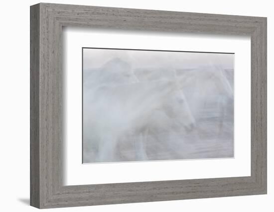 Silent Stallions-Doug Chinnery-Framed Photographic Print