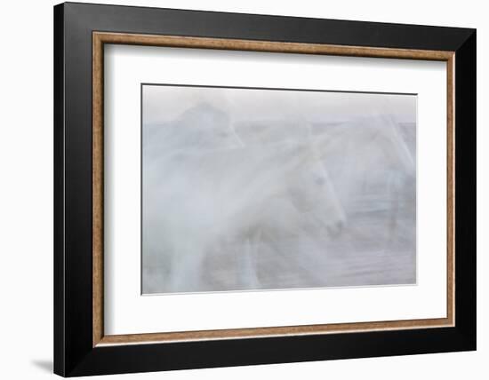 Silent Stallions-Doug Chinnery-Framed Photographic Print