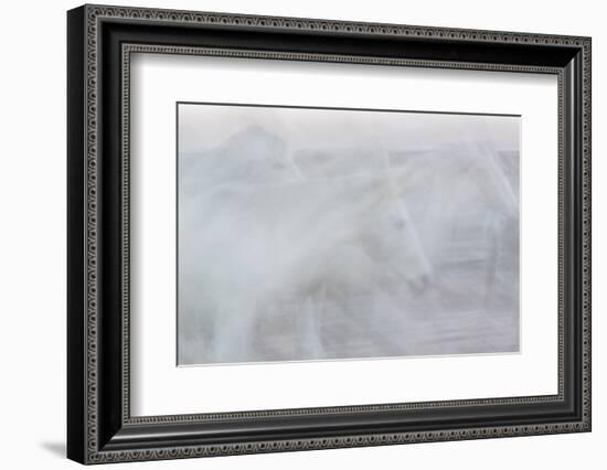 Silent Stallions-Doug Chinnery-Framed Photographic Print