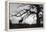 Silhouette 2-Gordon Semmens-Framed Premier Image Canvas