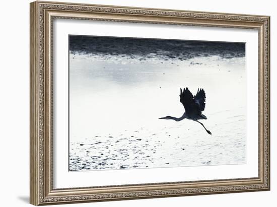 Silhouette Flight-Staffan Widstrand-Framed Giclee Print