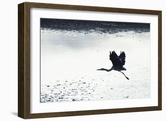 Silhouette Flight-Staffan Widstrand-Framed Giclee Print