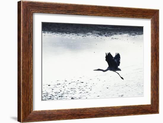 Silhouette Flight-Staffan Widstrand-Framed Giclee Print