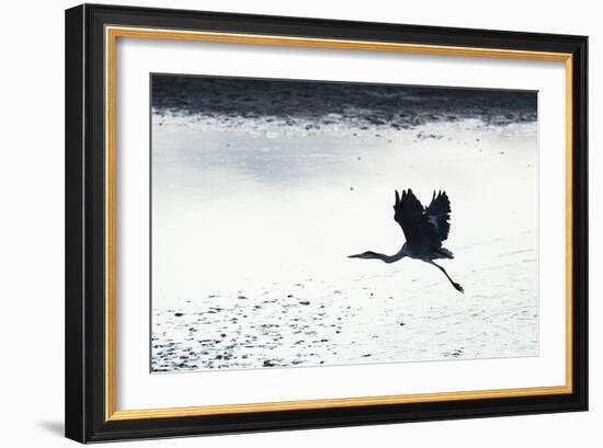 Silhouette Flight-Staffan Widstrand-Framed Giclee Print