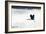 Silhouette Flight-Staffan Widstrand-Framed Giclee Print