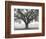 Silhouette Oak-William Guion-Framed Art Print