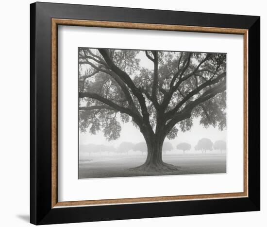 Silhouette Oak-William Guion-Framed Art Print