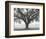 Silhouette Oak-William Guion-Framed Art Print