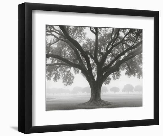 Silhouette Oak-William Guion-Framed Art Print