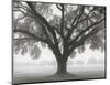 Silhouette Oak-William Guion-Mounted Art Print