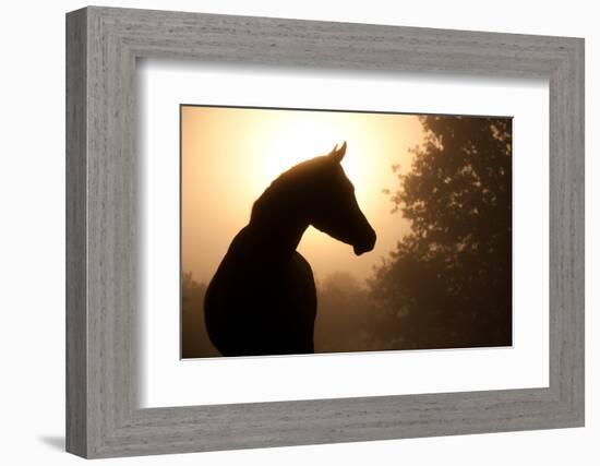 Silhouette Of A Beautiful Arabian Horse Against Sun Shining Through Heavy Fog, In Sepia Tone-Sari ONeal-Framed Photographic Print