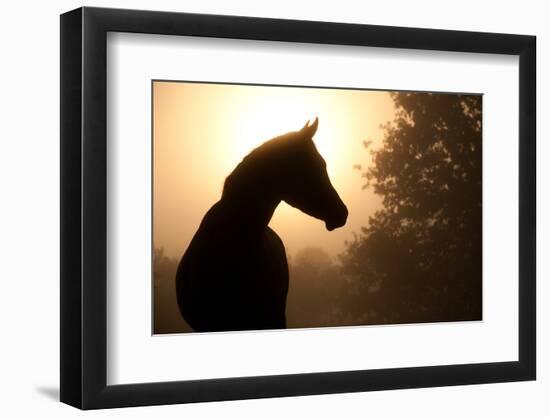 Silhouette Of A Beautiful Arabian Horse Against Sun Shining Through Heavy Fog, In Sepia Tone-Sari ONeal-Framed Photographic Print