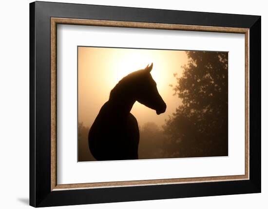 Silhouette Of A Beautiful Arabian Horse Against Sun Shining Through Heavy Fog, In Sepia Tone-Sari ONeal-Framed Photographic Print