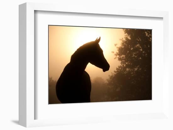 Silhouette Of A Beautiful Arabian Horse Against Sun Shining Through Heavy Fog, In Sepia Tone-Sari ONeal-Framed Photographic Print