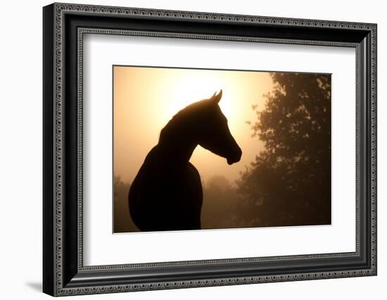 Silhouette Of A Beautiful Arabian Horse Against Sun Shining Through Heavy Fog, In Sepia Tone-Sari ONeal-Framed Photographic Print