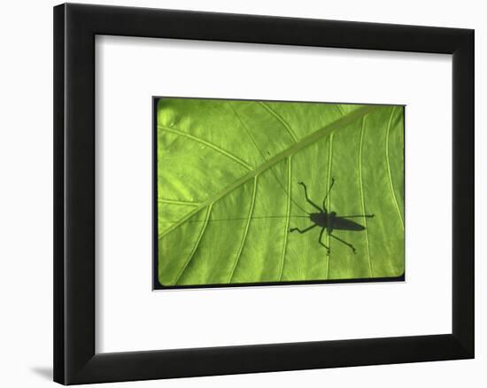 Silhouette of a Bug on a Leaf-John Dominis-Framed Photographic Print